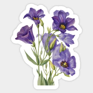 Purple Flowers painting, Eustoma russelianum (1930) by Mary Vaux Walcott Sticker